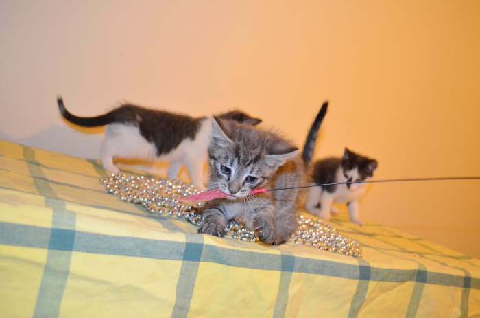 Dovanojami trys maži, jaukūs, 1,5 mėn. kačiukai!