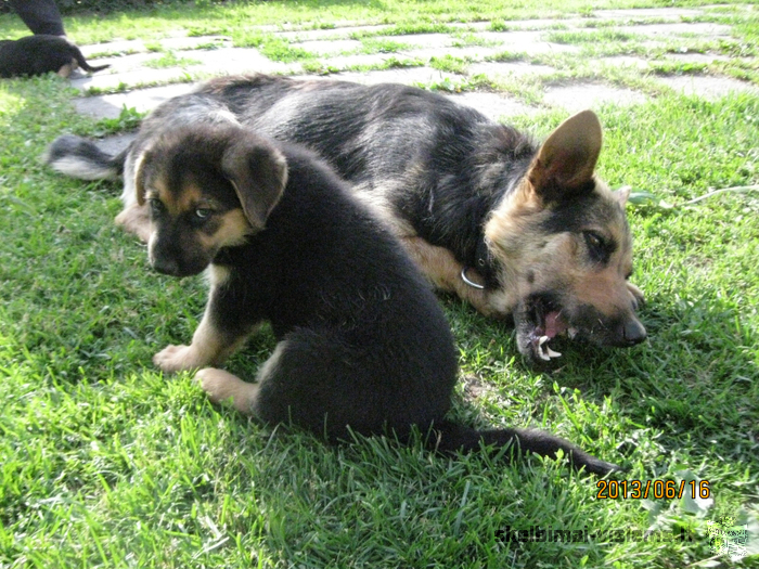 Dovanoju Vokiečių aviganio šuniukus. Šuniukai yra dviejų mėn. amžiaus. puikus draugas ir sargas.