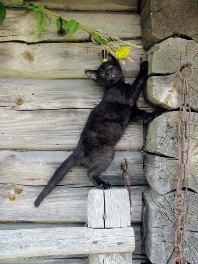 Juodoji katytė Muna