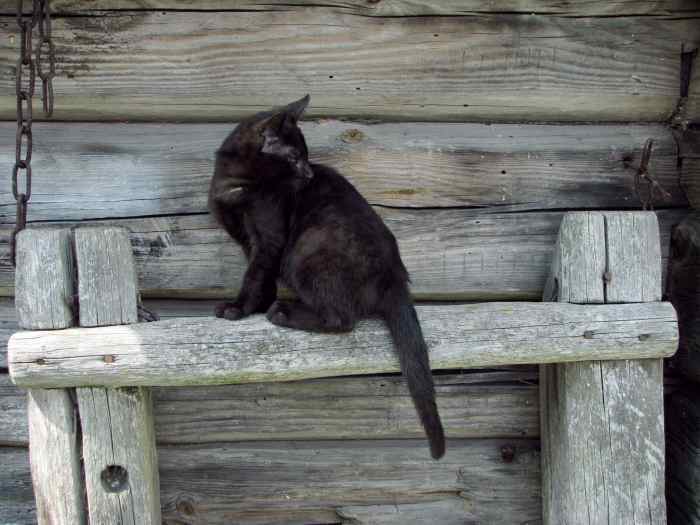 Juodoji katytė Muna