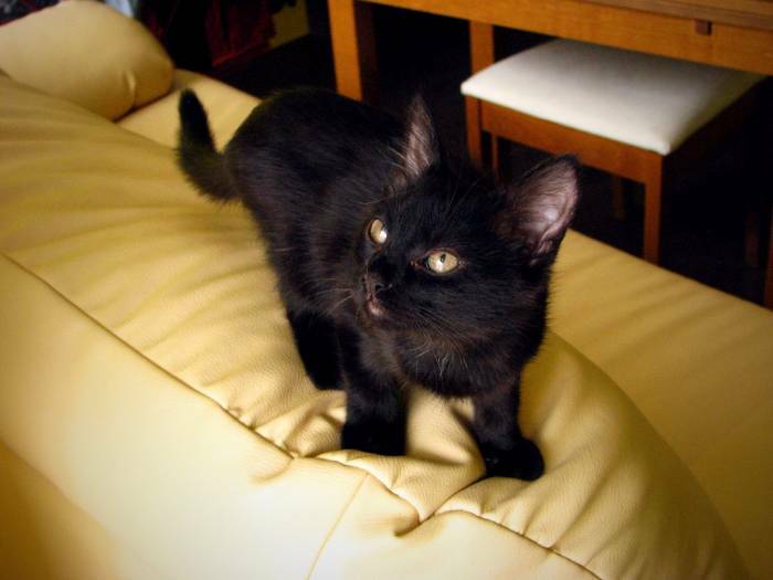 O pasirodo, kad ne visi juodi kačiukai šiltai įsitaisę guli ant pečiaus pas gerąsias raganas ir burtininkus. Štai kad ir kačiukas Apris,nors ir juodas,jo istorija žemiška ir net nedvelkianti stebuklu.