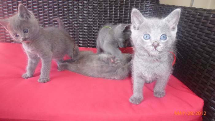 Parduodama Rusų mėlynosios veislės kačiukai