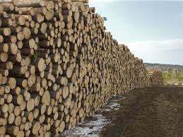 Perkame medieną: eglės, pušies, beržo rąstus ir plonrasčius, popiermedį, malkinę medieną