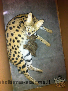 SERVAL, CARACAL, Savannah, Āzijas leoparda un Ocelot kaķēniem pārdošanā.