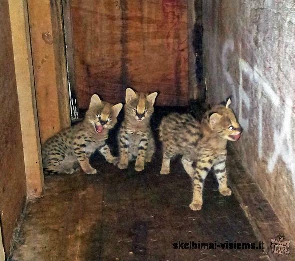 SERVAL, CARACAL, Savannah, Āzijas leoparda un Ocelot kaķēniem pārdošanā.