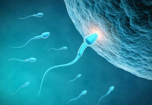 Spermos donoras