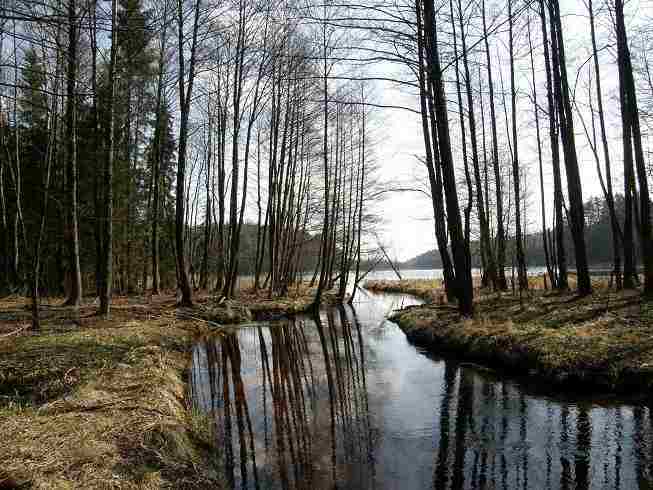 Продаётся настоящий хутор усадьба в лесу у воды- лесная река рядом озёра на Белорусском Поозерье. В