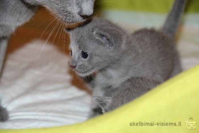 Русские голубые котята с родословной от грандинтерчемпионов